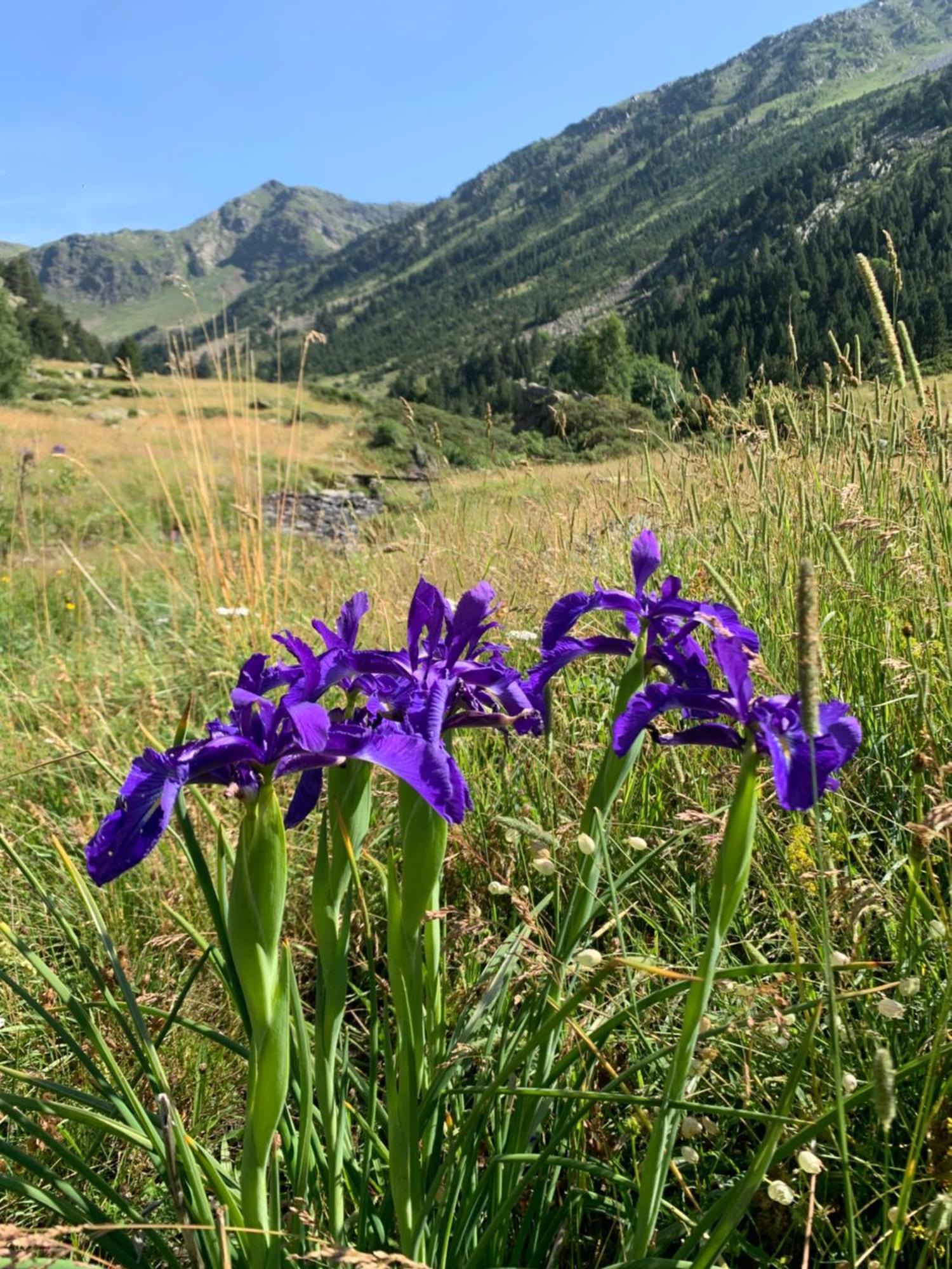 Appartement A Ordino Zewnętrze zdjęcie